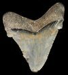Fossil Angustidens Shark Tooth - Megalodon Ancestor #46844-1
